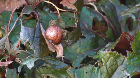 Snails devour leaves in the garden. The snail carries on its shell a cub. Stock Footage 114110864