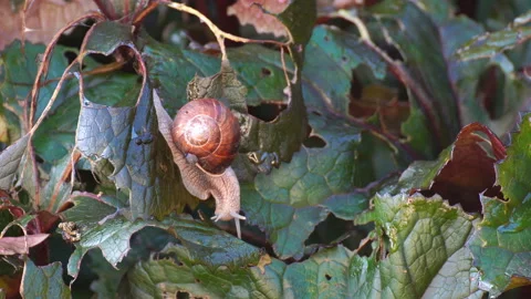 Snails devour leaves in the garden. The snail carries on its shell a cub. Stock Footage 114110993