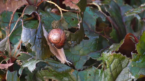 Snails devour leaves in the garden. The snail carries on its shell a cub. Stock Footage 114111018