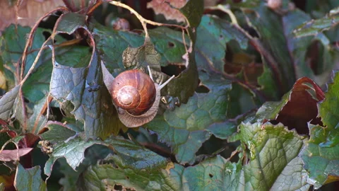 Snails devour leaves in the garden. The snail carries on its shell a cub. Stock Footage 114111056