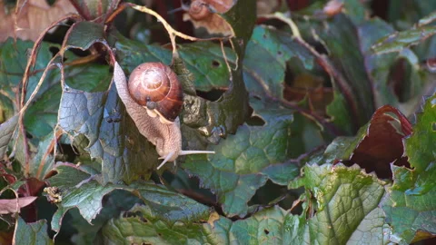 Snails devour leaves in the garden. The snail carries on its shell a cub. Stock Footage 114111057
