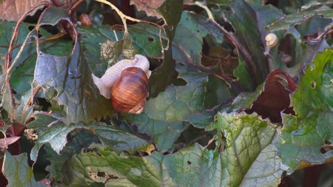  Snails devour leaves in the garden. Video plays with acceleration ten times. Stock Footage 114067711