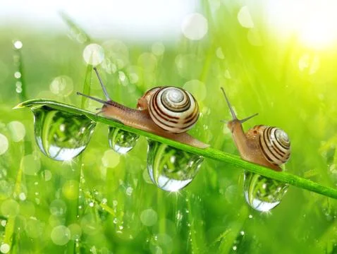 Snails on dewy grass Stock Photos