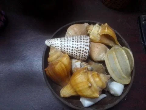 Snails in Different Shapes Stock Photos