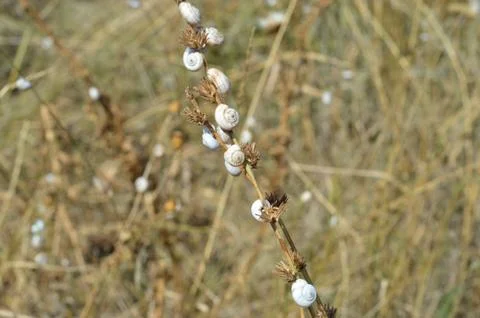 Snails on a dried lake Stock Photos