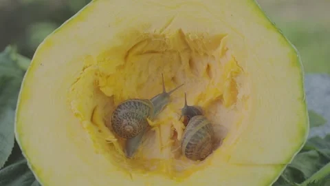 Snails eat marrow. Snail in the cut of the marrow. Snails close up 库存影片 167224063