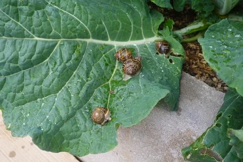 Snails eating garden vegetable leaf causing damage Фото