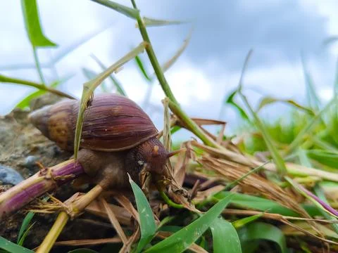 Snails eating grass Stock Photos