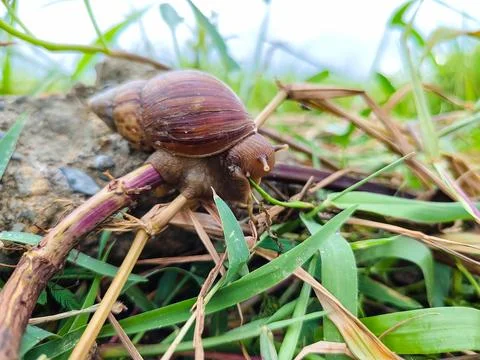 Snails eating grass Stock Photos