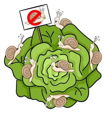 Snails eating lettuce Stock Illustration
