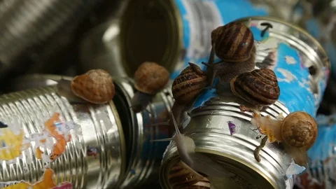 Snails eating paper on pet food cans Stock Footage 111875813