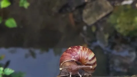 Snails on the edge of the gutter Stock Footage 308250199
