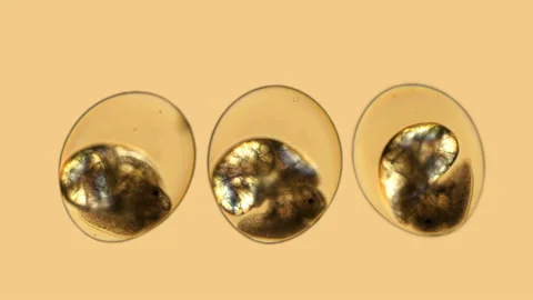 A snail's eggs under the microscope Stock Footage 108207256