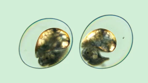 A snail's eggs under the microscope Stock Footage 108207706
