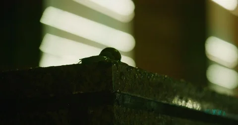 Snails enjoying the winter rain in Down Town Los Angeles. Stock Footage 99161183