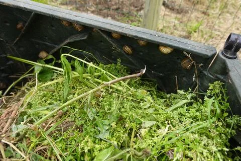 Snails escaping compost bin filled with grass clippings and weeds Stock Photos