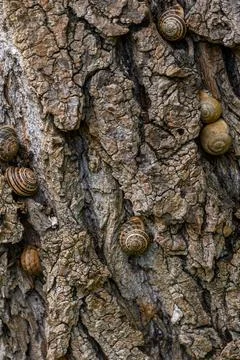 Snails exploring the textured bark of an ancient tree in a quiet forest on .. Stock Photos