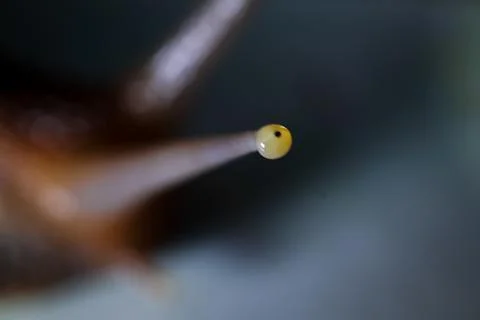 Snail's eye with a macro shot Stock Photos