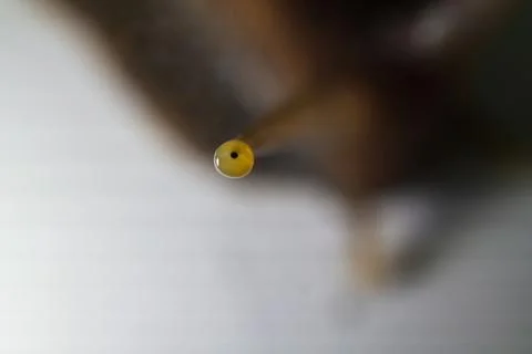 Snail's eye with a macro shot Stock Photos