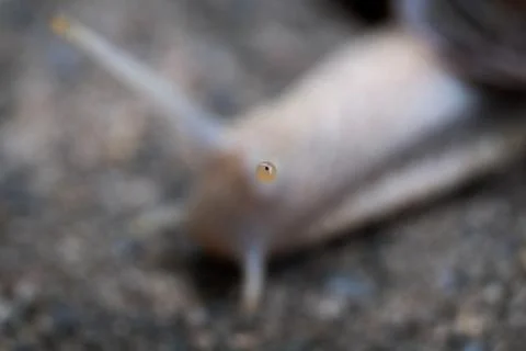 A snail`s eye Stock Photos
