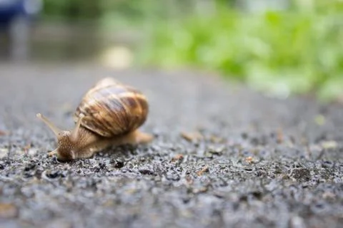 A snail's face Stock Photos