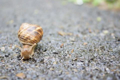 A snail's face. Stock Photos