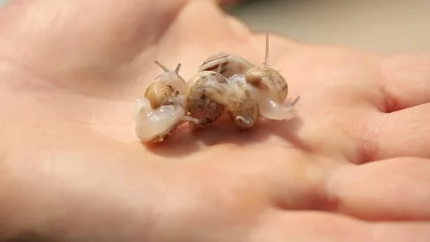 Snails. A farm for growing snails for eating Stock Footage 146653095