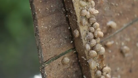Snails. A farm for growing snails for eating Stock Footage 146654904