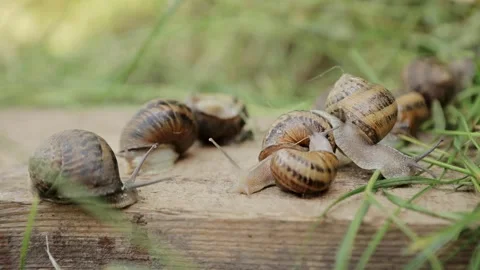 Snails on the farm. There are many snails on the farm. Growing snails Stock Footage 245383443
