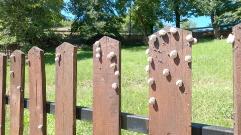 Snails on the fence Stock Footage 140162123
