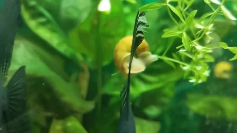Snails with fish in the aquarium Stock Footage 135429425