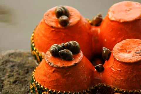 Snails on floating lamps at river Stock Photos
