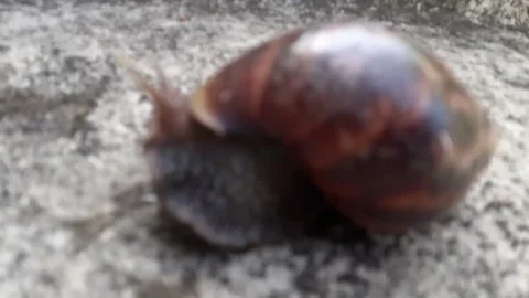 Snails on the floor Stock Footage 212440443