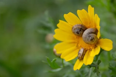 Snails on a Flower Stock Photos