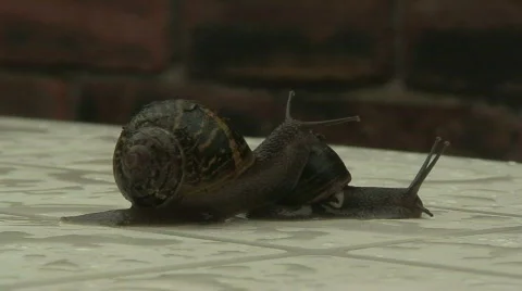 Snails Stock Footage 70277