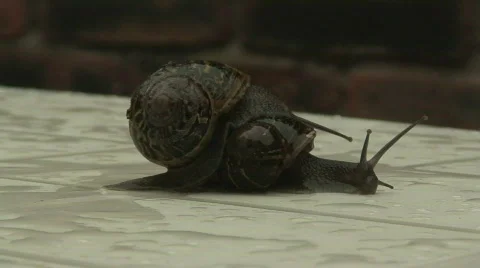 Snails Stock Footage 70287