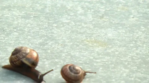 Snails Video stock 999802