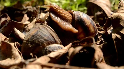 Snails Stock Footage