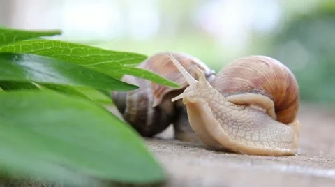 Snails Stock Footage 10892659