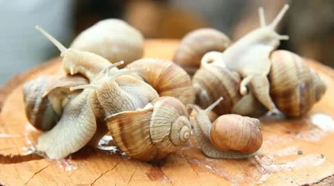 Snails Video stock 10892714