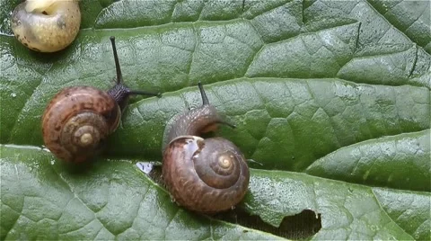 Snails Stock Footage 51435893