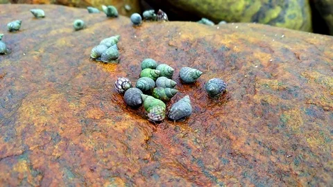 Snails Stock-Footage 78349588