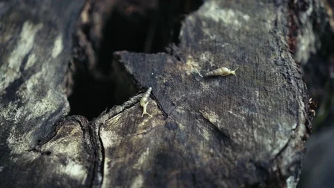 Snails Stock-Footage 82177401