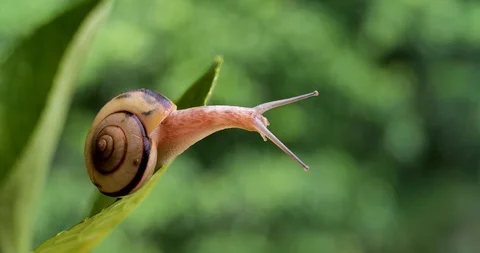Snails Stock Footage 105886721