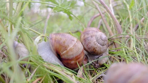 Snails Stock Footage 154659256