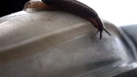 Snails. Stock Footage 273839864