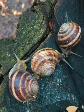 Snails in the forest on a stump Stock Photos