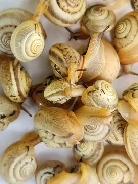 Snails. Garden snails on a white background Stock Photos