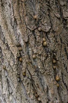 Snails gracefully ascend a rugged tree trunk under the gentle embrace of na.. Stock Photos