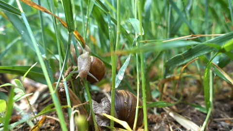 Snails in the grass in 4K. Video stock 130391864
